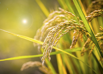 什么是再生稻？再生稻品种、水肥管理、病虫害防治
