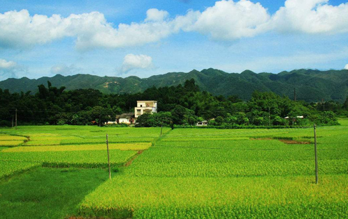 实验田风采