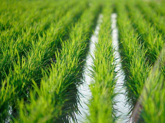 水稻种植管理技术，有哪些方面需要注意，应该如何实施？