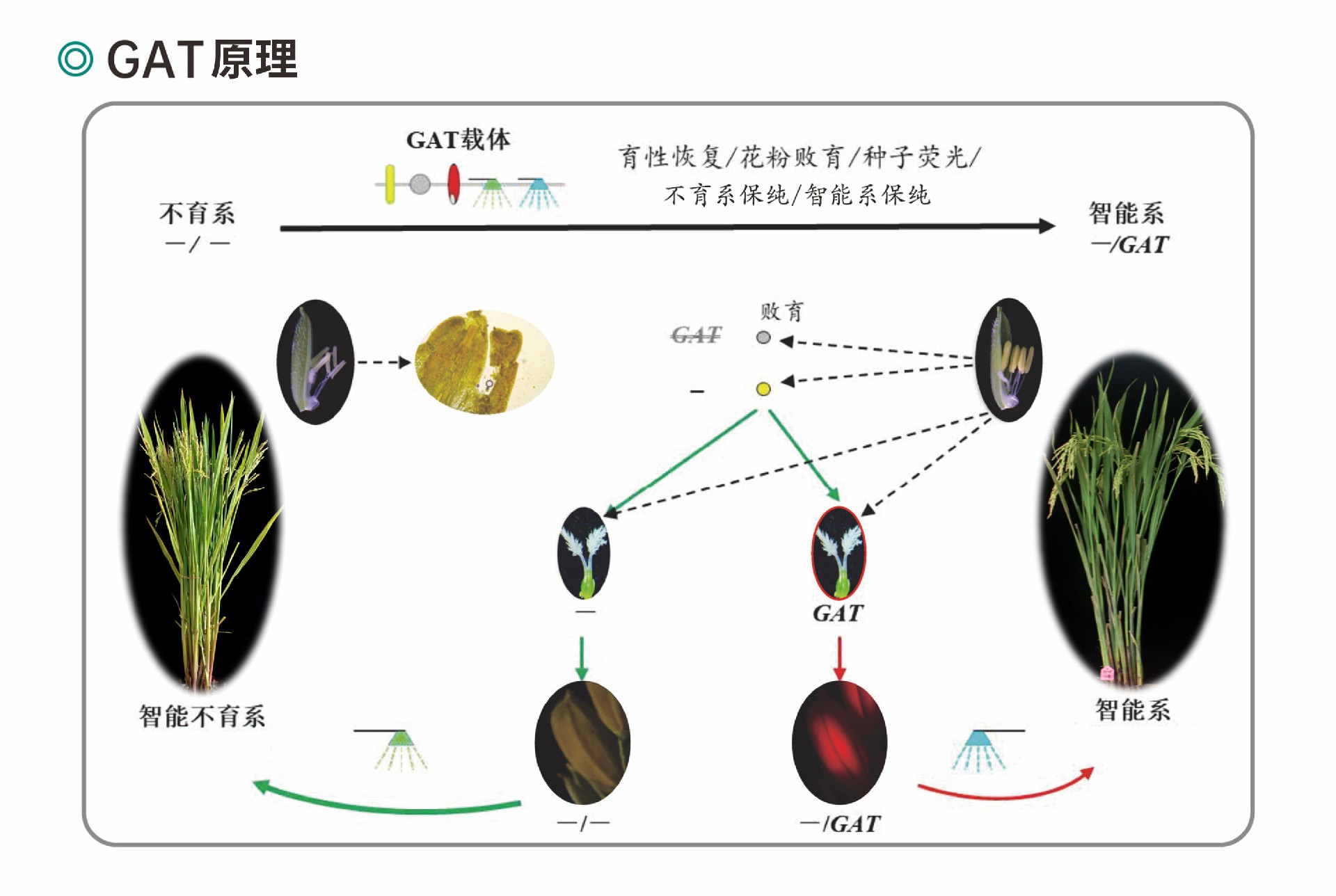 1697083280186632.jpg 技术原理图片.jpg