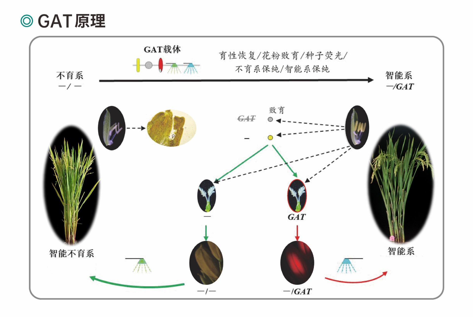 技术原理图片.jpg