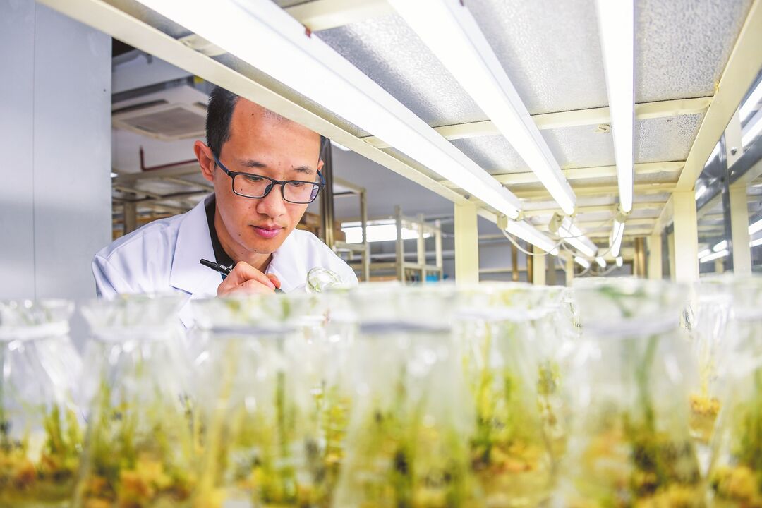 科技赋能稻路宽——海口将创新贯穿育种到餐桌产业链全过程