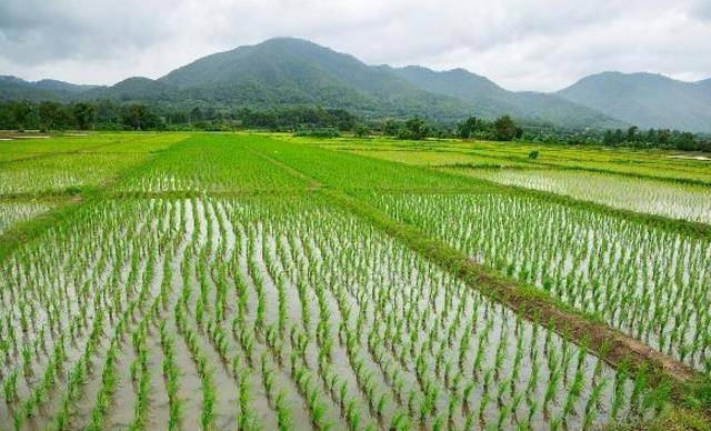 水稻生长期的管理方法